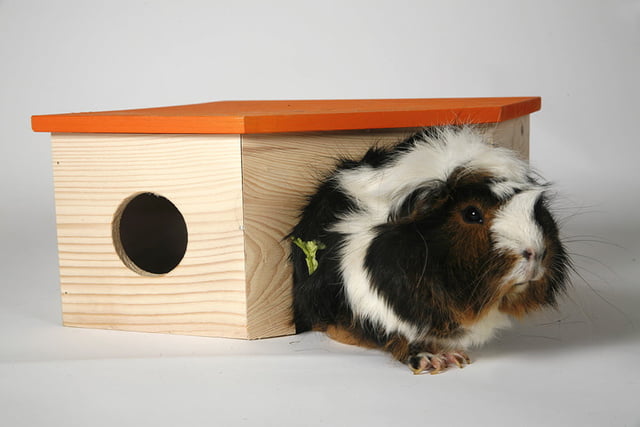 Bauen für Kleintiere.jpg